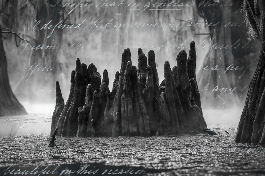 Meeker_roots whisper to deaf ears